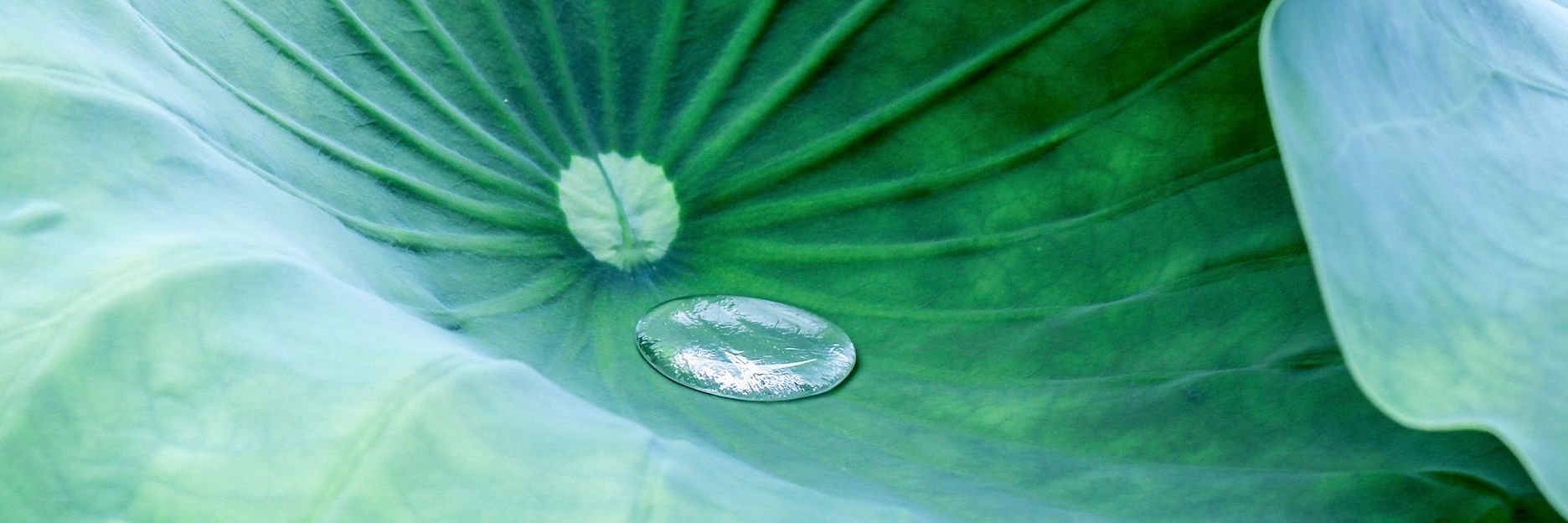 CCeliaPhoto / iStock
