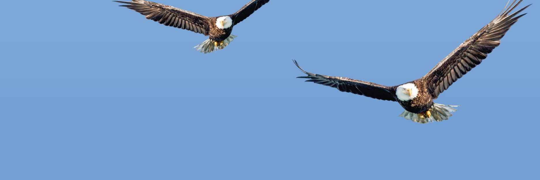 Giant Eagle