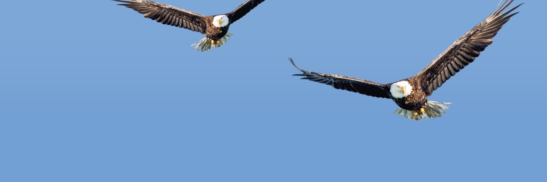 Giant Eagle